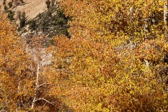 North Lake and autumn color near Bishop