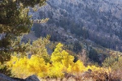 North Lake and autumn color near Bishop