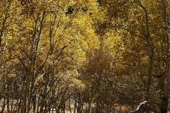 June Lake area