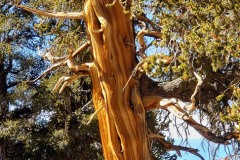 Ancient Bristlecone Pine Forest