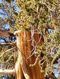 Ancient Bristlecone Pine Forest