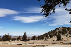 Ancient Bristlecone Pine Forest