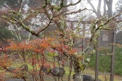 Fog and rain in the Santa Cruz mountains
