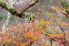 Fog and rain in the Santa Cruz mountains