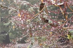 Fog and rain in the Santa Cruz mountains