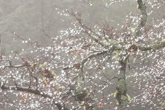 Fog and rain in the Santa Cruz mountains