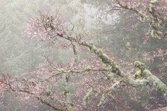 Fog and rain in the Santa Cruz mountains