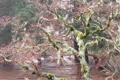 Fog and rain in the Santa Cruz mountains