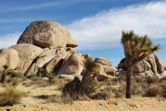 Joshua Tree National Park