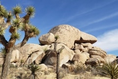 Joshua Tree National Park