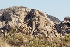 Joshua Tree National Park