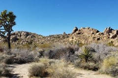 Joshua Tree National Park