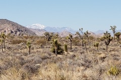 Joshua Tree National Park