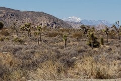 Joshua Tree National Park