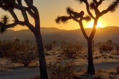 Joshua Tree National Park