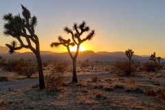 Joshua Tree National Park