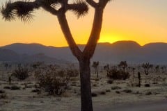 Joshua Tree National Park