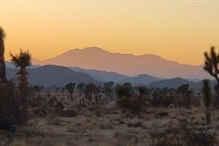 Joshua Tree National Park