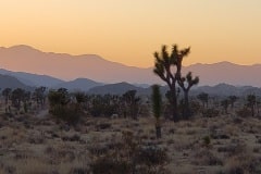 Joshua Tree National Park