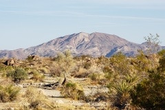 Joshua Tree National Park