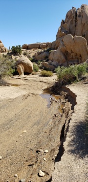 Joshua Tree National Park. I visited after a rainy week and did find some water still around
