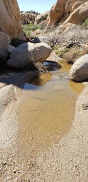 Joshua Tree National Park. I visited after a rainy week and did find some water still around