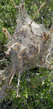 Joshua Tree National Park coccoon of caterpillars
