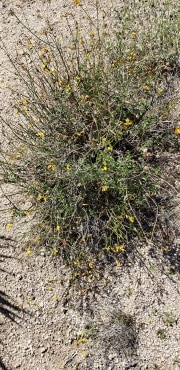 Joshua Tree National Park