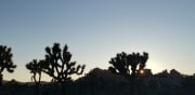 Joshua Tree National Park