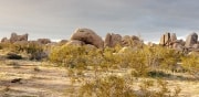 Joshua Tree National Park