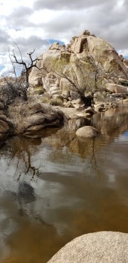 Joshua Tree National Park