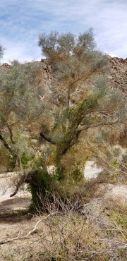 Joshua Tree National Park