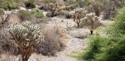 Joshua Tree National Park