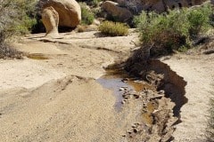 Joshua Tree National Park. I visited after a rainy week and did find some water still around