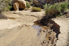 Joshua Tree National Park