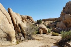 Joshua Tree National Park