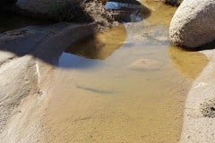 Joshua Tree National Park. I visited after a rainy week and did find some water still around