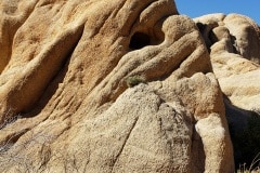 Joshua Tree National Park