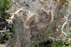 Joshua Tree National Park coccoon of caterpillars