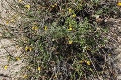 Joshua Tree National Park