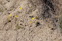 Joshua Tree National Park