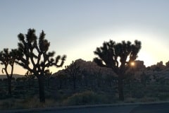 Joshua Tree National Park
