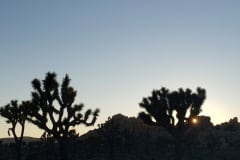 Joshua Tree National Park