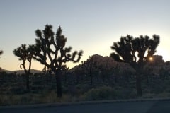 Joshua Tree National Park