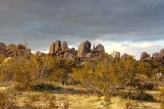 Joshua Tree National Park