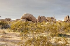Joshua Tree National Park
