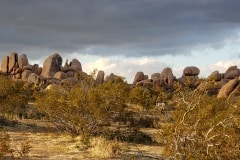 Joshua Tree National Park