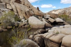 Joshua Tree National Park Baker dam area