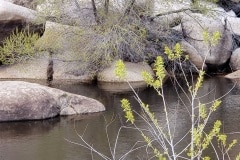 Joshua Tree National Park