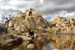 Joshua Tree National Park